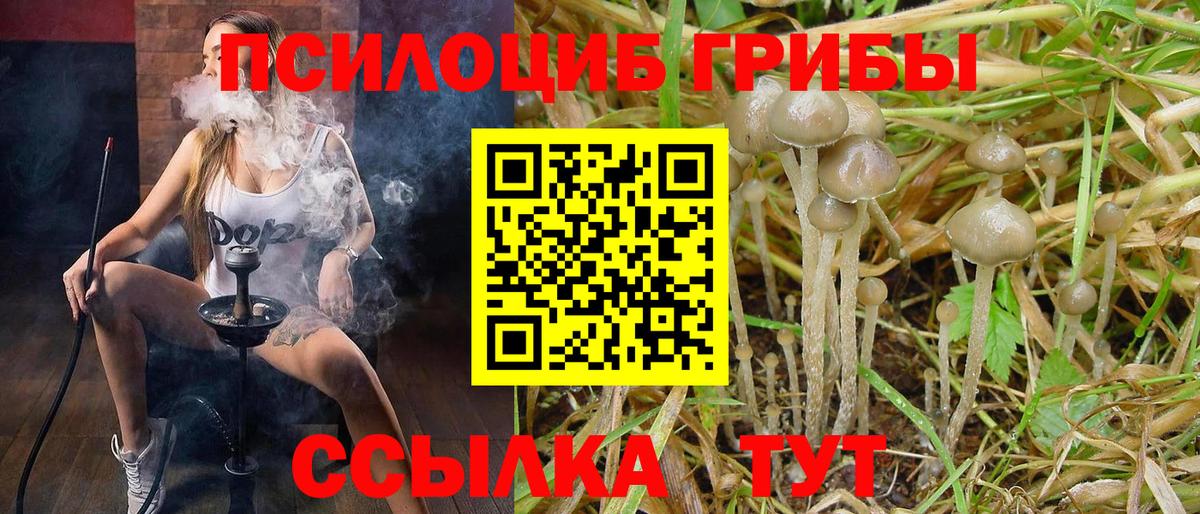 Пушкино  Галлюциногенные грибы Psilocybine cubensis  Вход с VPN 
